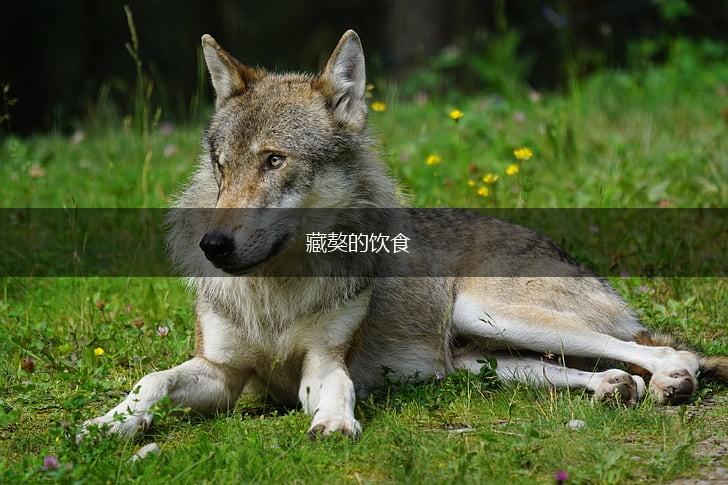 藏獒的饮食,第1张