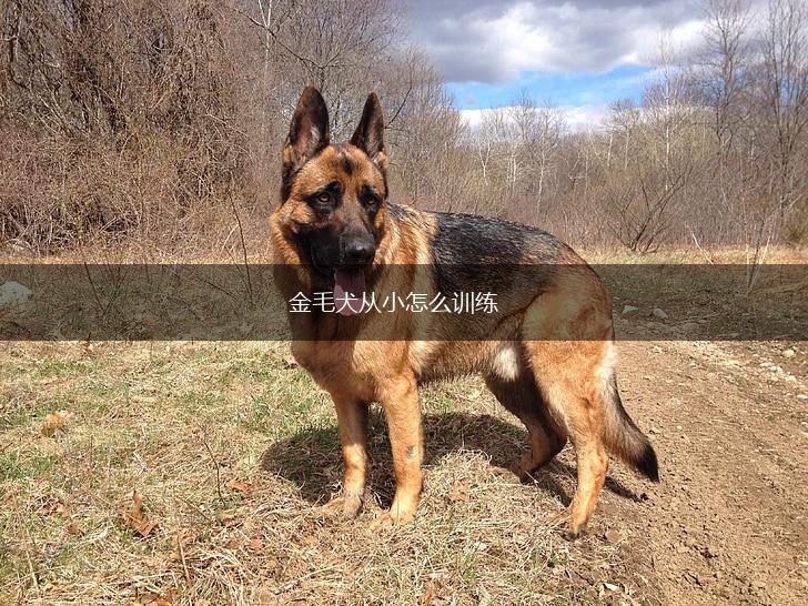 金毛犬从小怎么训练,第1张 金毛犬从小怎么训练,第1张