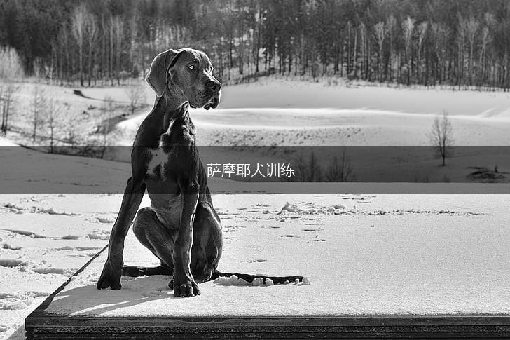 萨摩耶犬训练,第1张