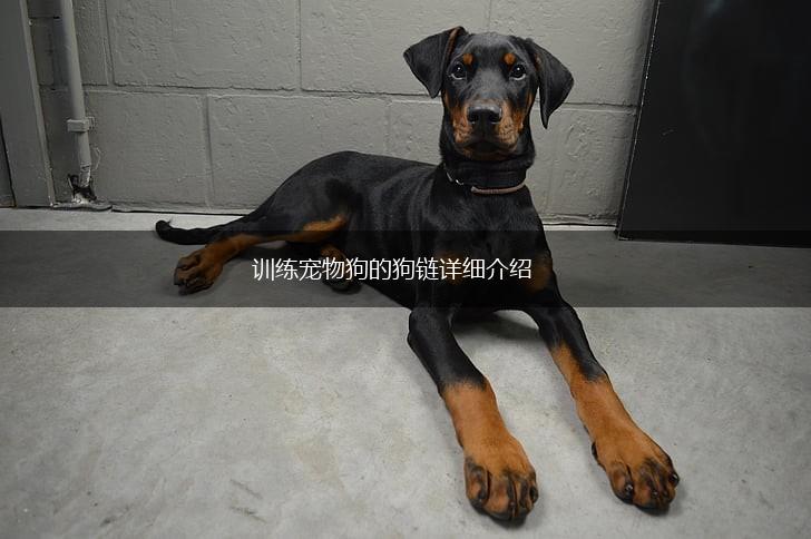 训练宠物狗的狗链详细介绍,第1张