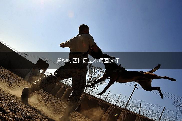 遛狗时四种最基本项圈选择,第1张 遛狗时四种最基本项圈选择,第1张