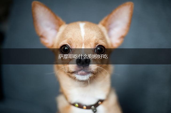 萨摩耶吃什么狗粮好吃,第1张 萨摩耶吃什么狗粮好吃,第1张