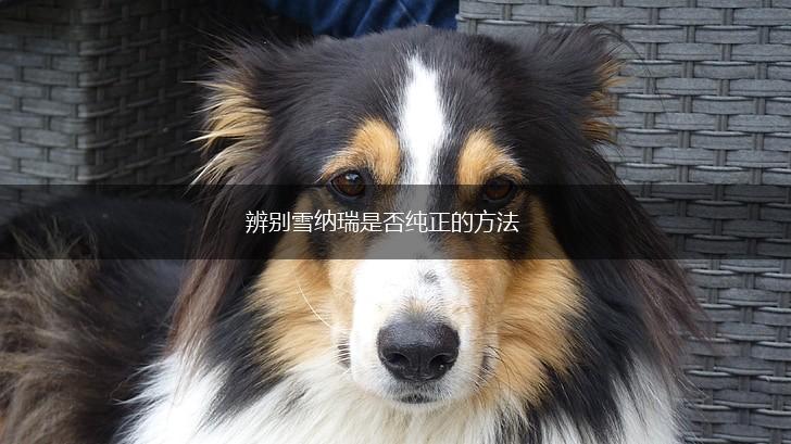 辨别雪纳瑞是否纯正的方法,第1张