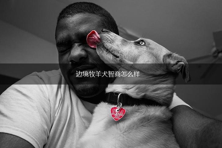 边境牧羊犬智商怎么样,第1张