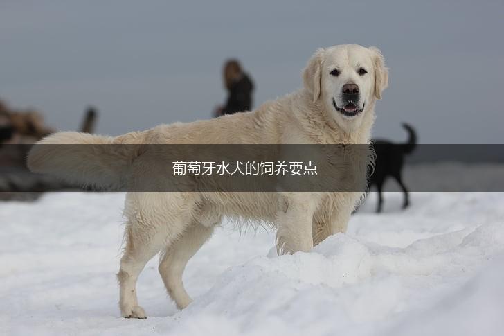 葡萄牙水犬的饲养要点,第1张