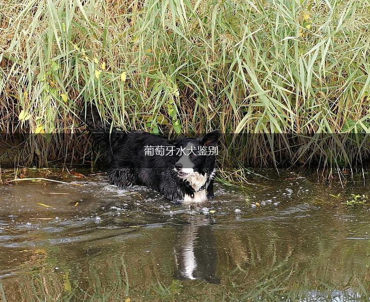 葡萄牙水犬鉴别,第1张
