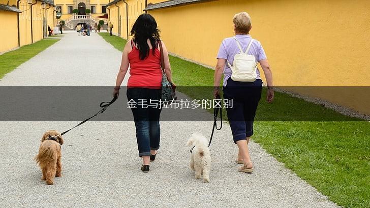 金毛与拉布拉多的区别,第1张