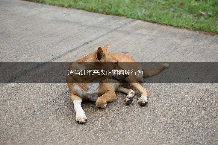 适当训练来改正狗狗坏行为,第1张