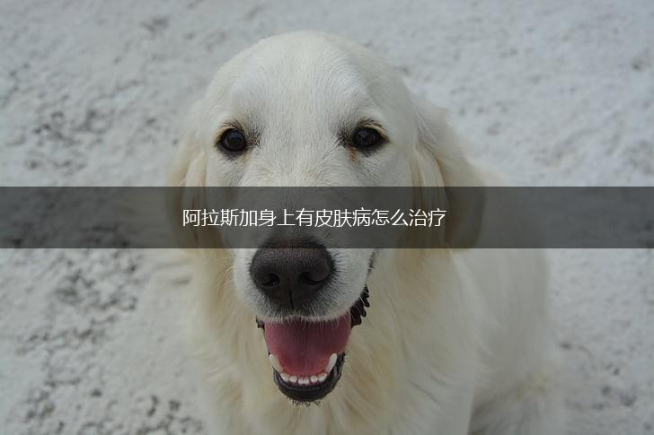 阿拉斯加身上有皮肤病怎么治疗,第1张