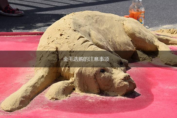 金毛选购的注意事项,第1张 金毛选购的注意事项,第1张