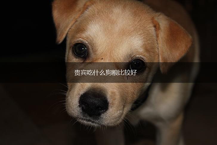 贵宾吃什么狗粮比较好,第1张