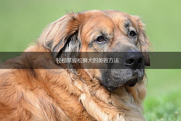 轻松掌握松狮犬的美容方法,第1张 轻松掌握松狮犬的美容方法,第1张