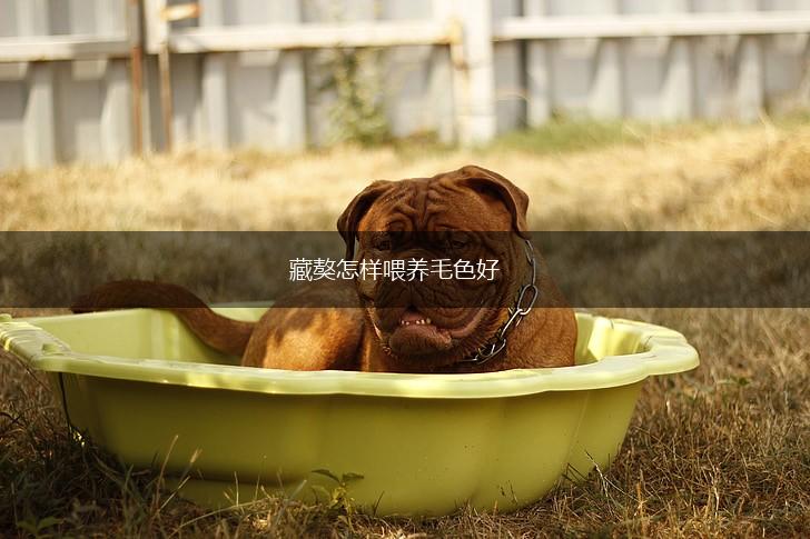 藏獒怎样喂养毛色好,第1张