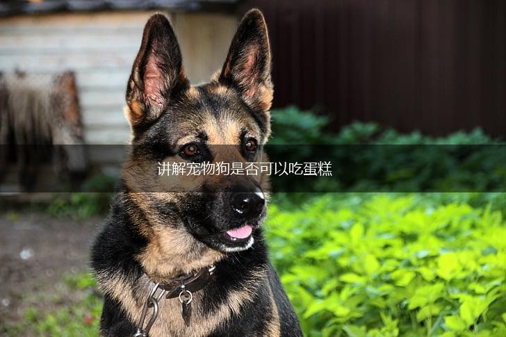 讲解宠物狗是否可以吃蛋糕,第1张