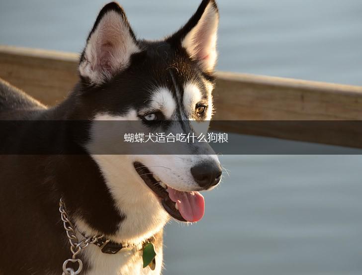蝴蝶犬适合吃什么狗粮,第1张 蝴蝶犬适合吃什么狗粮,第1张
