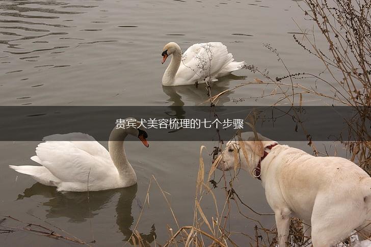 贵宾犬美容梳理的七个步骤,第1张