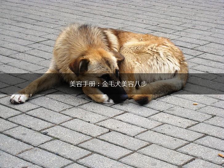 美容手册：金毛犬美容八步,第1张