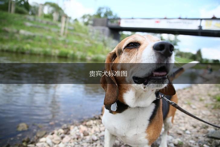 贵宾犬标准图,第1张