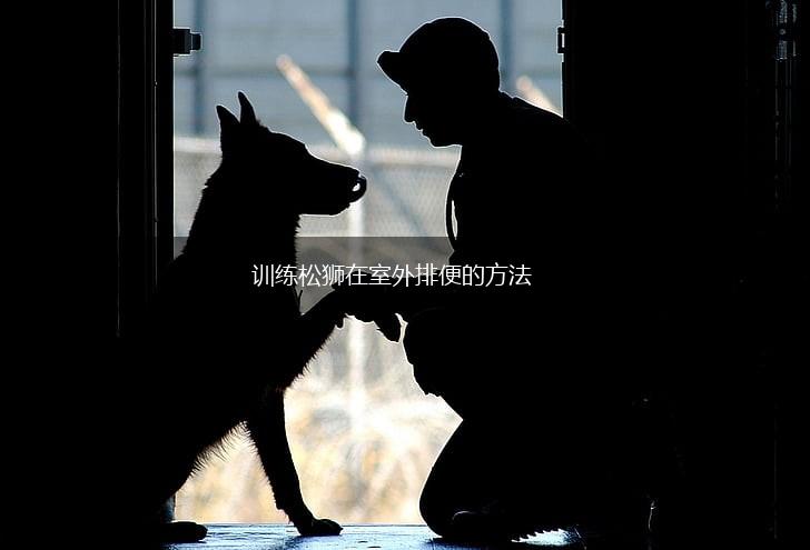 训练松狮在室外排便的方法,第1张