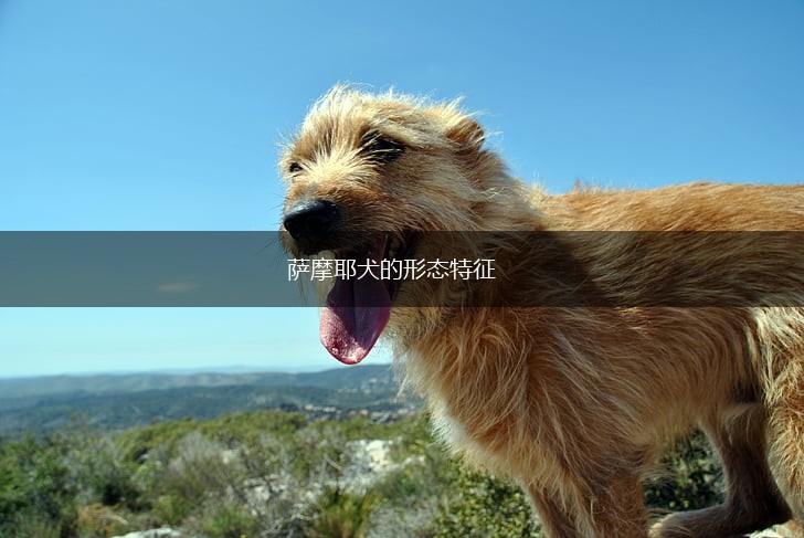 萨摩耶犬的形态特征,第1张