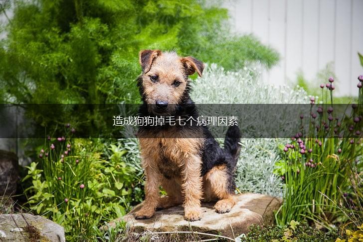 造成狗狗掉毛七个病理因素,第1张