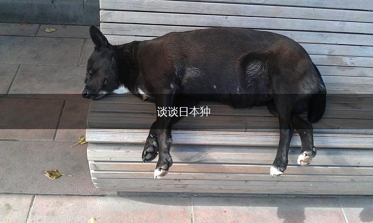 谈谈日本狆,第1张