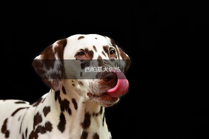 西帕基犬训练,第1张