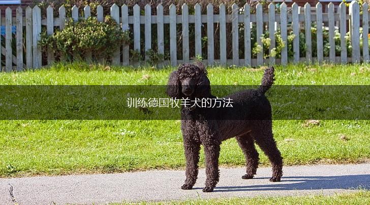 训练德国牧羊犬的方法,第1张