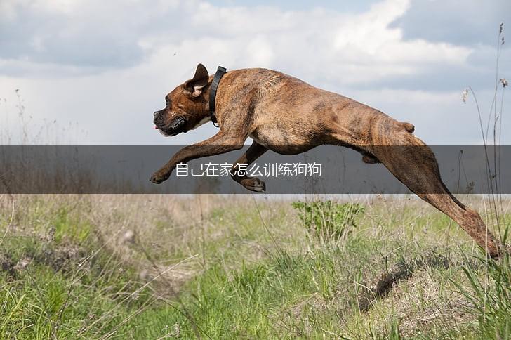 自己在家怎么训练狗狗,第1张