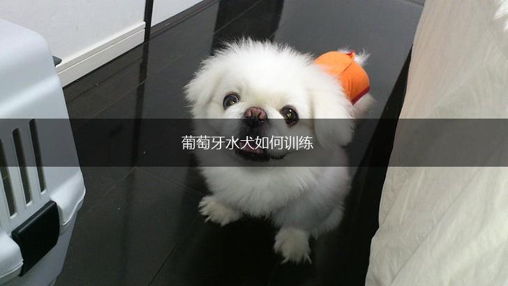 葡萄牙水犬如何训练,第1张