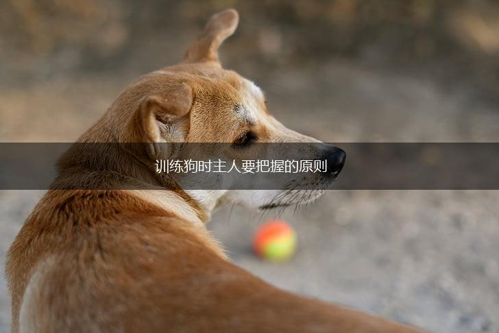 训练狗时主人要把握的原则,第1张