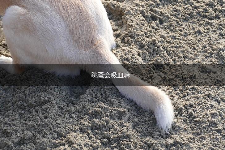 跳蚤会吸血嘛,第1张