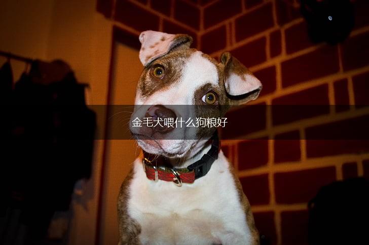 金毛犬喂什么狗粮好,第1张