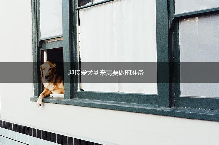 迎接爱犬到来需要做的准备,第1张