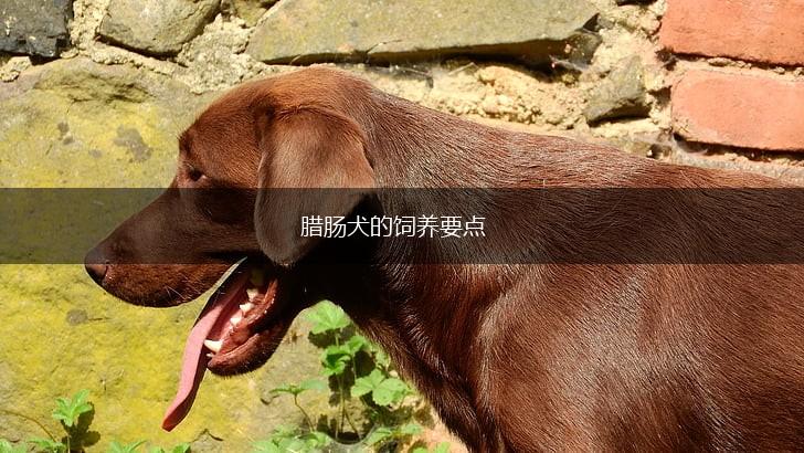 腊肠犬的饲养要点,第1张 腊肠犬的饲养要点,第1张