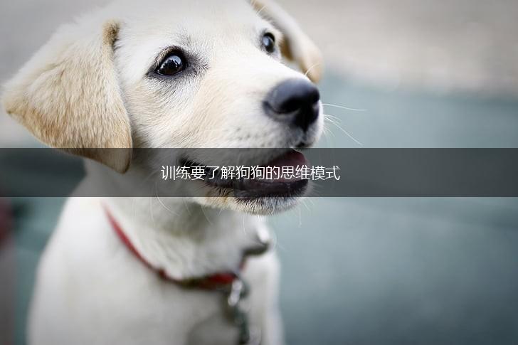训练要了解狗狗的思维模式,第1张