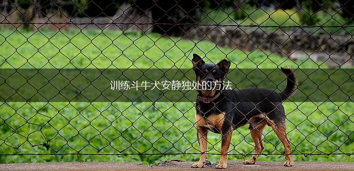 训练斗牛犬安静独处的方法,第1张