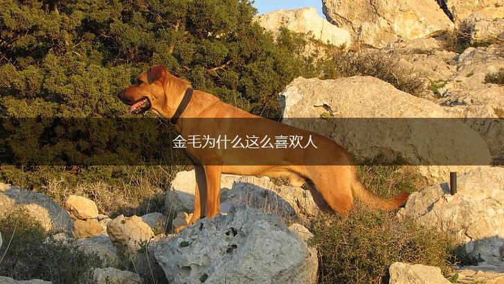 金毛为什么这么喜欢人,第1张