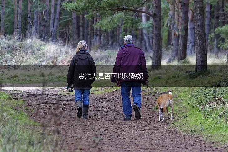 贵宾犬是否可以喝酸奶,第1张
