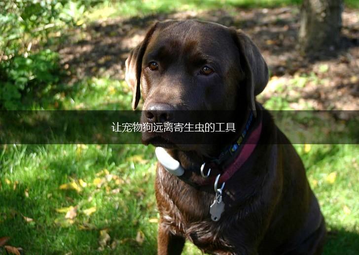 让宠物狗远离寄生虫的工具,第1张 让宠物狗远离寄生虫的工具,第1张