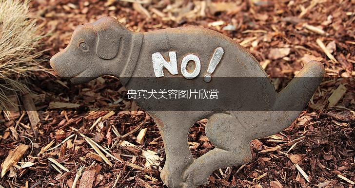 贵宾犬美容图片欣赏,第1张