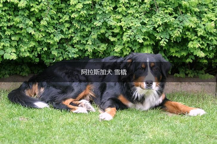 阿拉斯加犬 雪橇,第1张