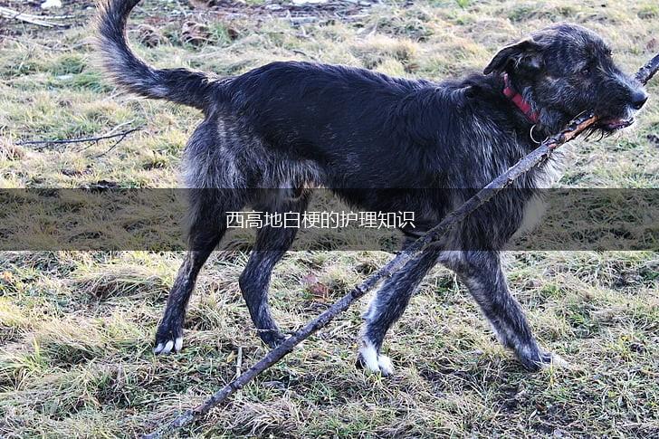 西高地白梗的护理知识,第1张