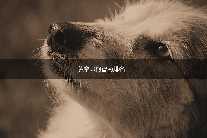 萨摩耶狗智商排名,第1张