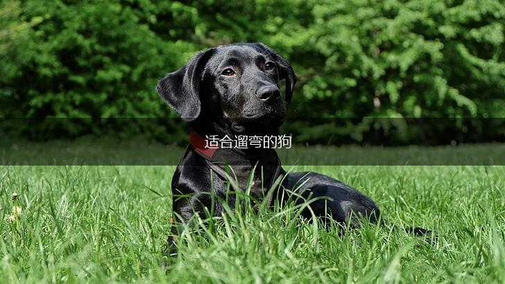 适合遛弯的狗,第1张