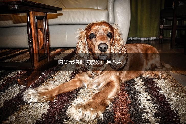 购买宠物狗咬胶须注意四点,第1张