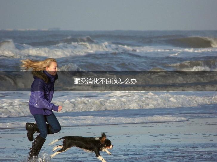 藏獒消化不良该怎么办,第1张
