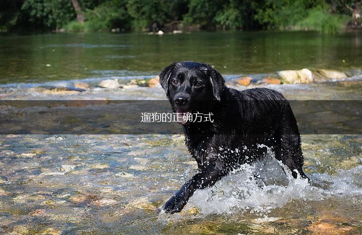 遛狗的正确方式,第1张