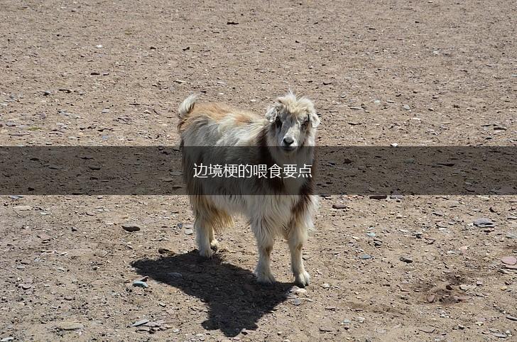 边境梗的喂食要点,第1张