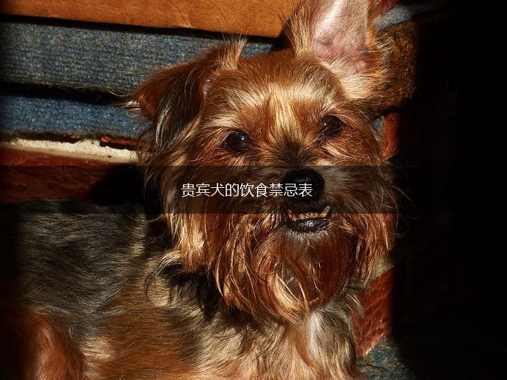 贵宾犬的饮食禁忌表,第1张 贵宾犬的饮食禁忌表,第1张